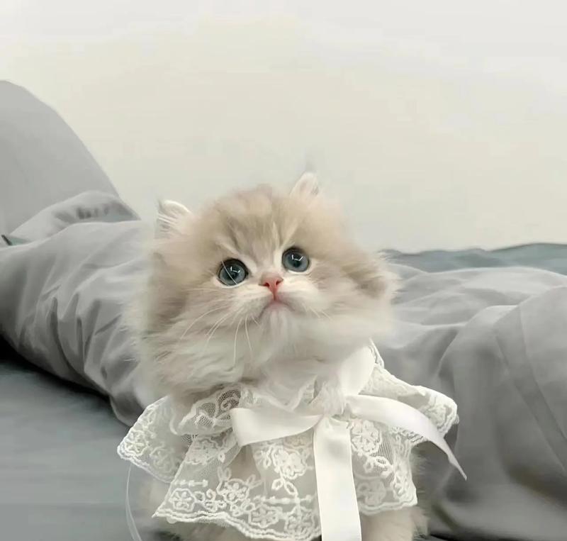 小猫吃猫粮牙疼的可能原因是什么？