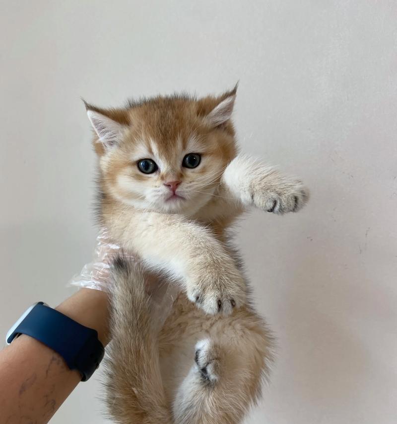 小猫吃猫粮牙疼的可能原因是什么？