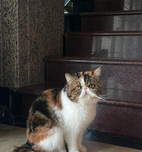 富贵猫单粮的评价怎么样？适合成猫还是幼猫喂养？