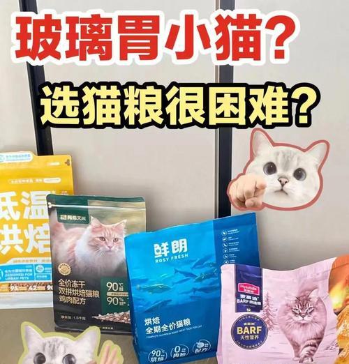 猫咪带回家买什么方便的猫粮？有哪些易于储存和喂食的猫粮选择？