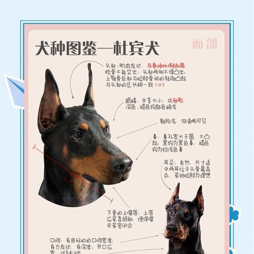 杜宾犬幼犬每月狗粮摄入量标准是多少？如何科学喂养？