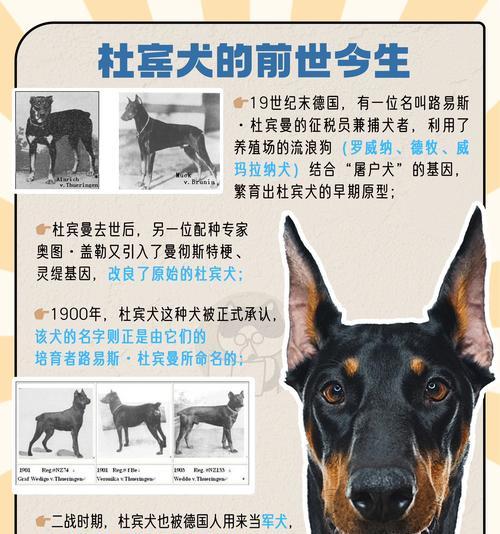 杜宾犬幼犬每月狗粮摄入量标准是多少？如何科学喂养？