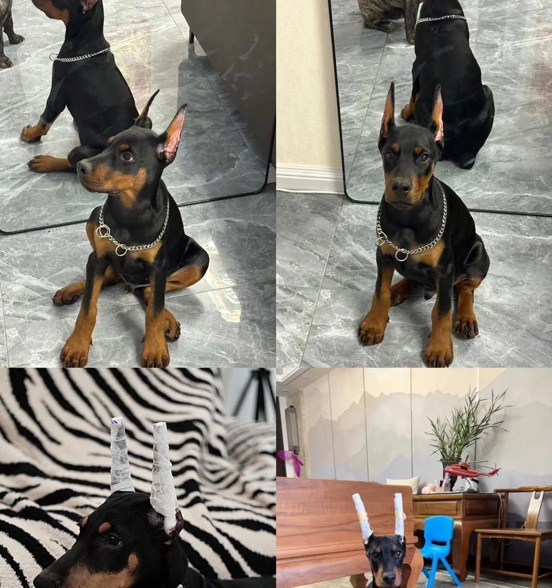 杜宾犬幼犬每月狗粮摄入量标准是多少？如何科学喂养？