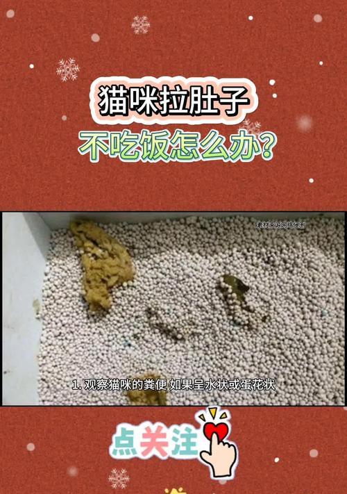 湿猫粮引起猫咪拉稀如何处理？