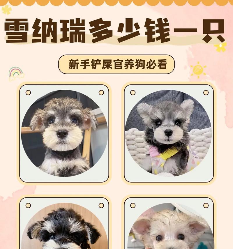 雪纳瑞小狗娃多少钱一只？购买时应该注意哪些事项？