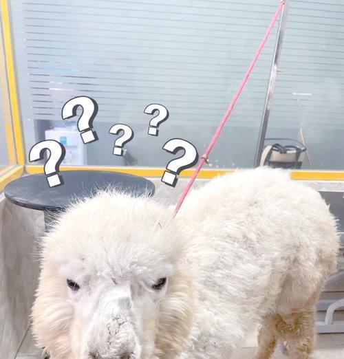 羊驼食用鱼子酱会致命吗？背后的原因是什么？