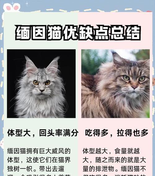 如何妥善处理缅因猫的剩食猫粮？
