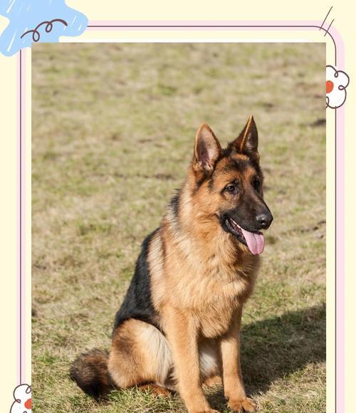 养两只德国牧羊犬的总成本是多少？