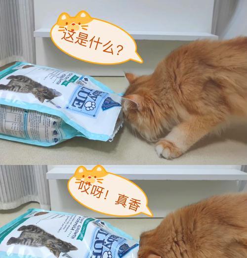 幼猫消化不良怎么办？猫粮选择对消化有何影响？