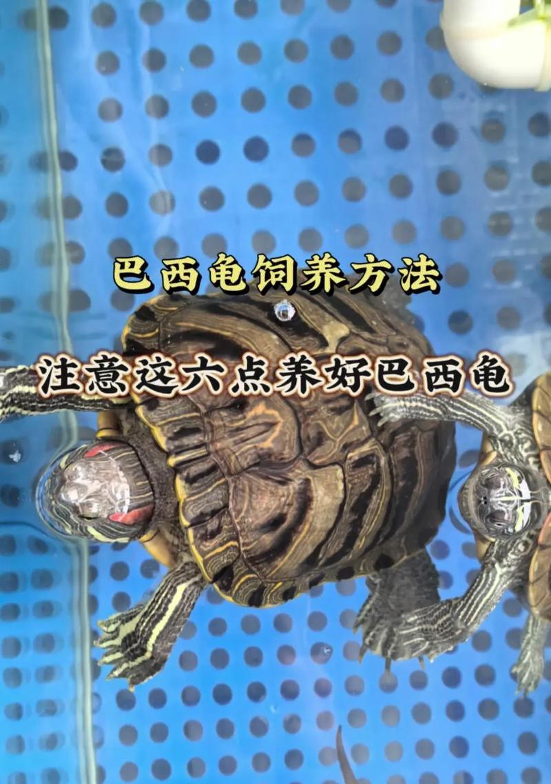 巴西龟肠炎了怎么办？如何进行有效治疗和预防？