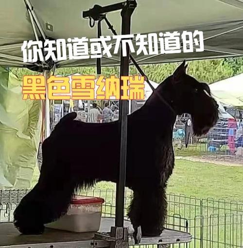 纯正黑色雪纳瑞价格是多少？购买时应注意哪些事项？