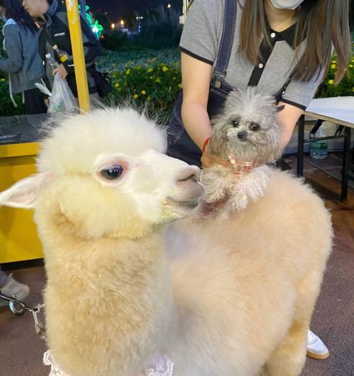 白羊座与羊驼的相似之处是什么？两者性格特点有何共通点？