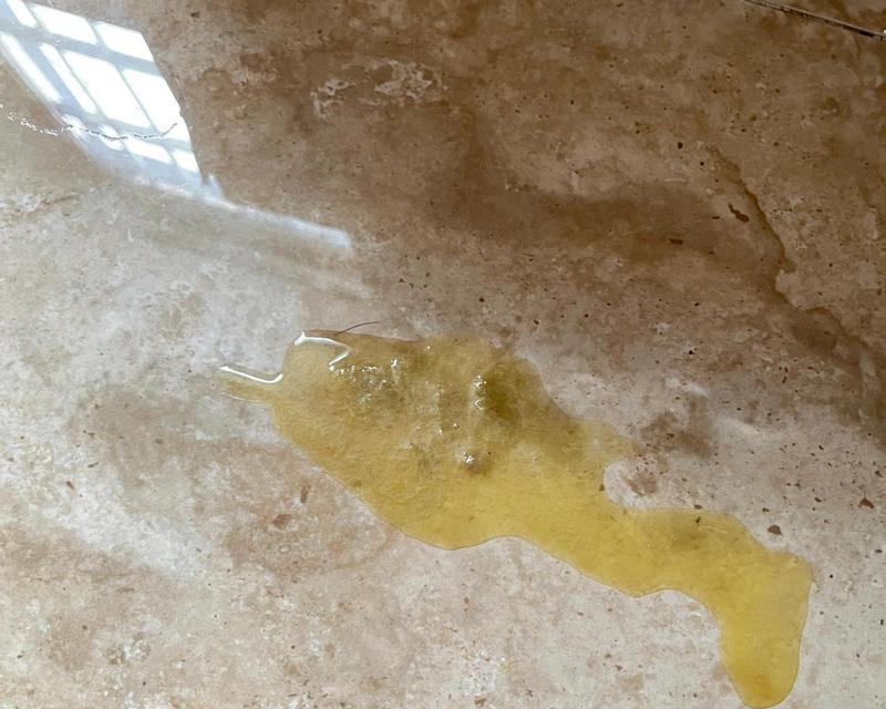 喂猫鱼粮吐黄水的原因是什么？如何预防和处理？