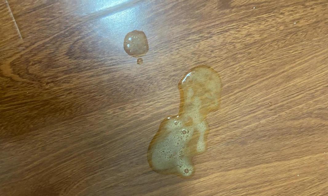 喂猫鱼粮吐黄水的原因是什么？如何预防和处理？