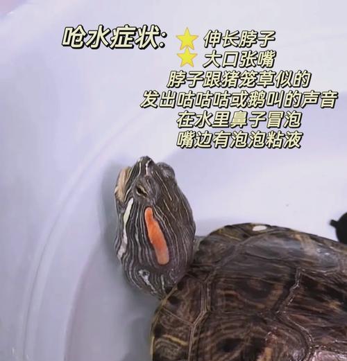 巴西龟肺炎如何正确使用阿莫西林？用量是多少？