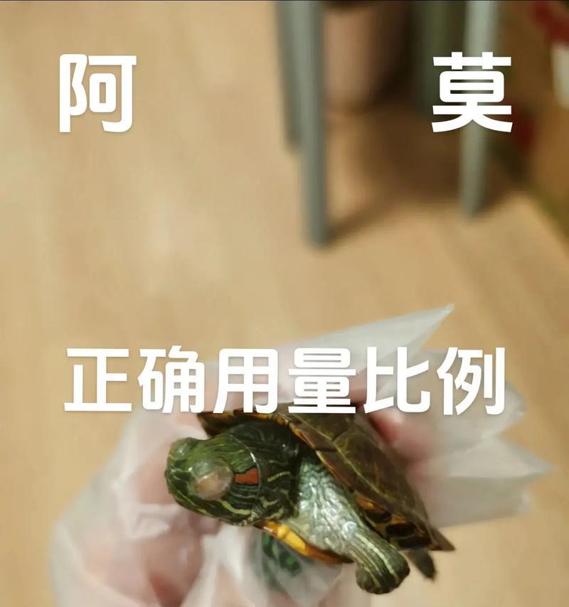 巴西龟肺炎如何正确使用阿莫西林？用量是多少？