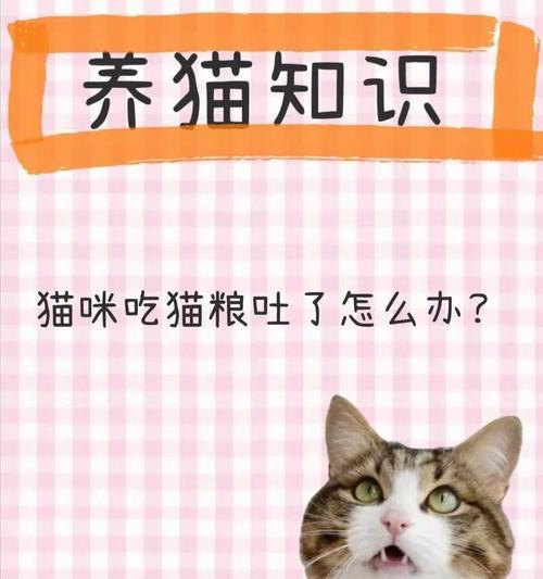 傻猫不吃猫粮怎么办？有效改善方法有哪些？