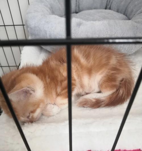 傻猫不吃猫粮怎么办？有效改善方法有哪些？