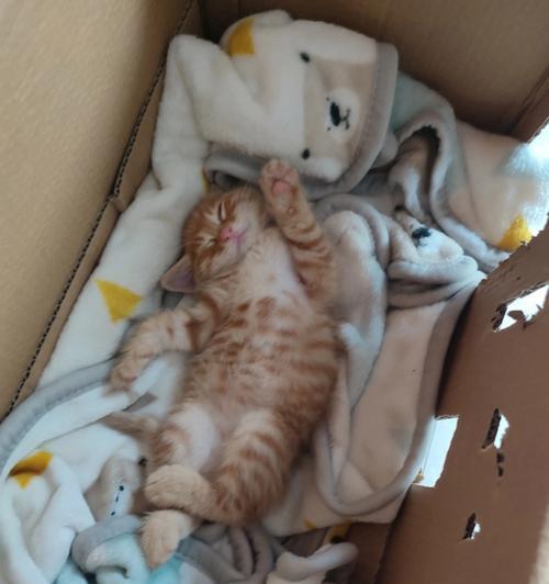 傻猫不吃猫粮怎么办？有效改善方法有哪些？