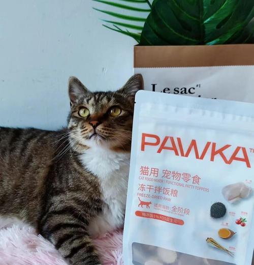 猫咪突然消失后怎么办？买猫粮后如何防止猫逃跑？