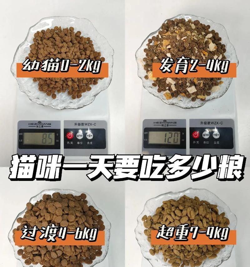 猫咪干吃猫粮的危害及原因是什么？如何避免？