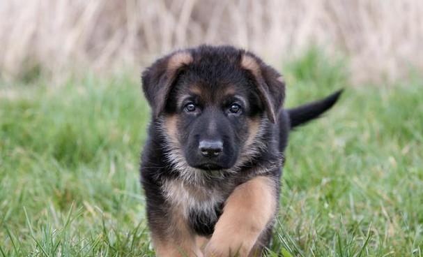 德牧幼犬价格是多少合理？购买时应注意哪些因素？