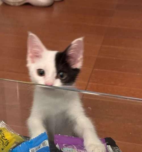 两三个月小猫吃猫粮的表现如何？需要注意哪些喂养细节？