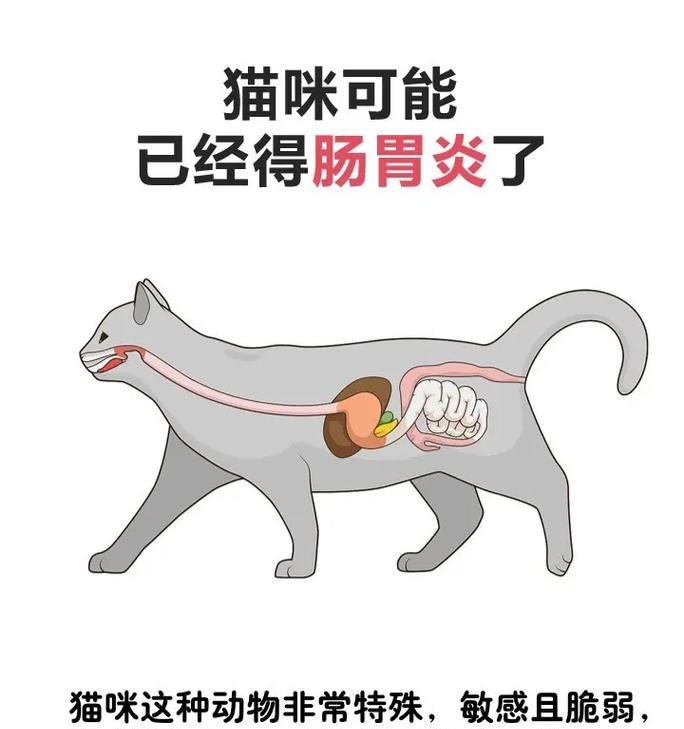 小猫突然吐猫粮拉稀怎么办？如何快速应对宠物紧急情况？