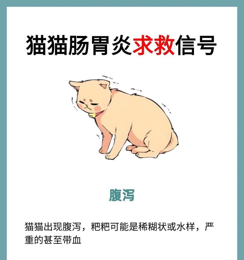 猫咪消化不良怎么办？促进猫粮消化的有效方法是什么？