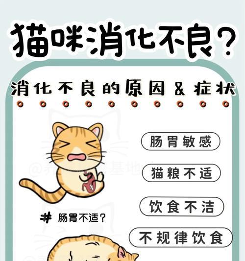 猫咪消化不良怎么办？促进猫粮消化的有效方法是什么？