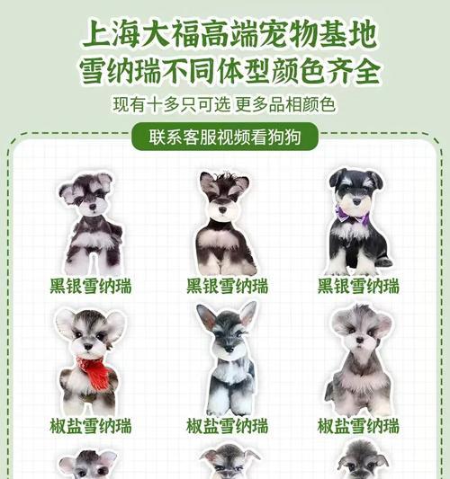 养三只雪纳瑞犬的费用是多少？日常开销包括哪些？