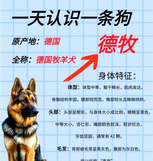 德牧用漏斗笼子价格是多少？购买时需要注意哪些事项？