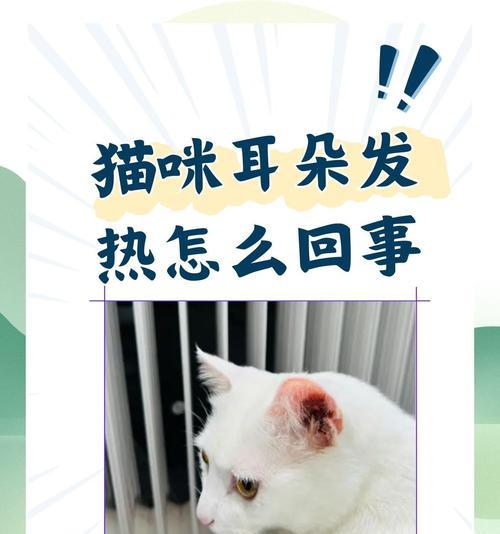 猫咪耳朵甩水正常吗？猫粮导致耳朵问题怎么解决？