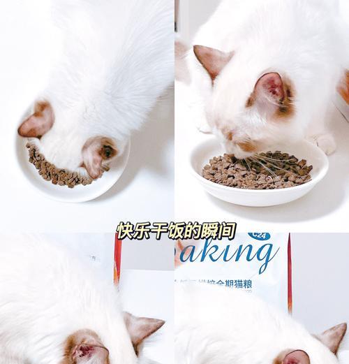 挑选阿比西尼亚猫粮的技巧有哪些？如何确保营养均衡？