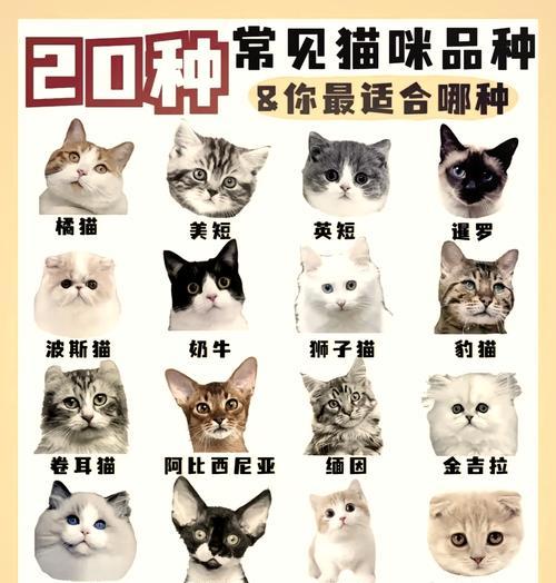 挑选阿比西尼亚猫粮的技巧有哪些？如何确保营养均衡？