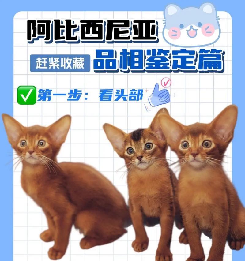 挑选阿比西尼亚猫粮的技巧有哪些？如何确保营养均衡？
