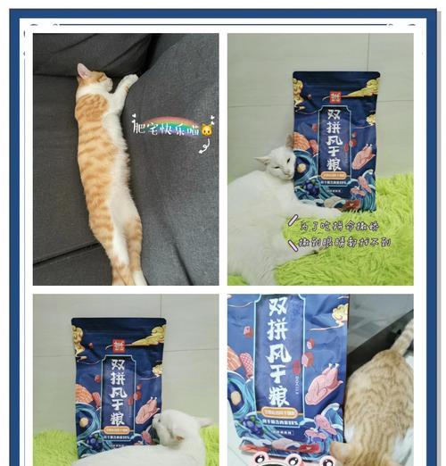 宠物店推荐猫粮有哪些？猫粮宠物店应该选择哪种？