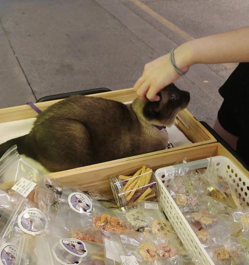 布吉摆摊卖猫粮的合法位置在哪里？相关规定有哪些？