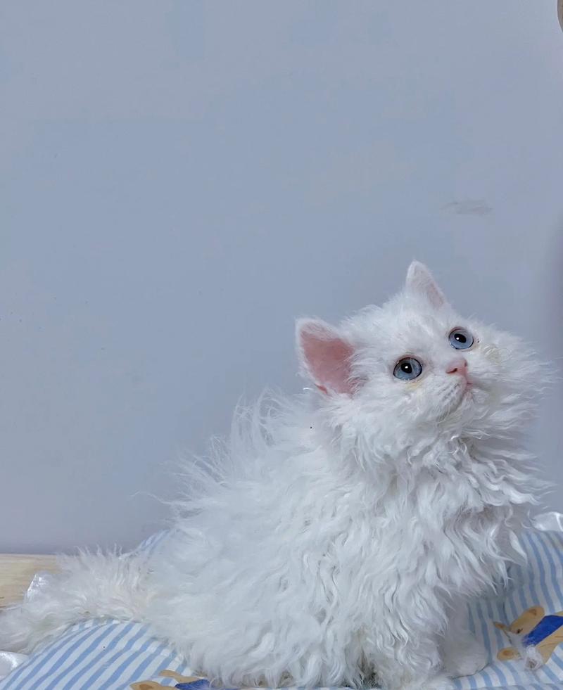 纯白异瞳猫饮食偏好揭秘：哪种猫粮最适宜？