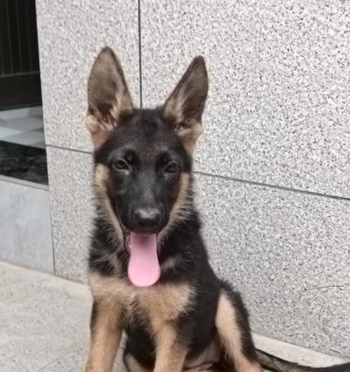 三个月大的德牧犬体重标准是多少？如何判断是否健康？