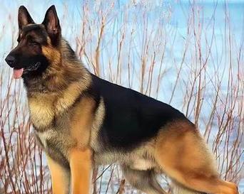 三个月大的德牧犬体重标准是多少？如何判断是否健康？