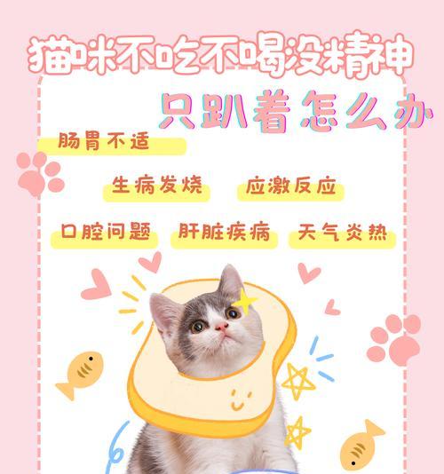 猫咪受惊不吃猫粮怎么办？如何快速恢复食欲？