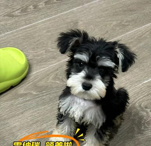 雪纳瑞幼犬驱虫的最佳时间是什么时候？驱虫时应该注意哪些事项？