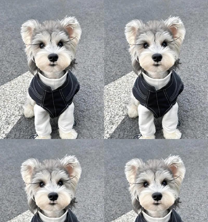 雪纳瑞幼犬驱虫的最佳时间是什么时候？驱虫时应该注意哪些事项？
