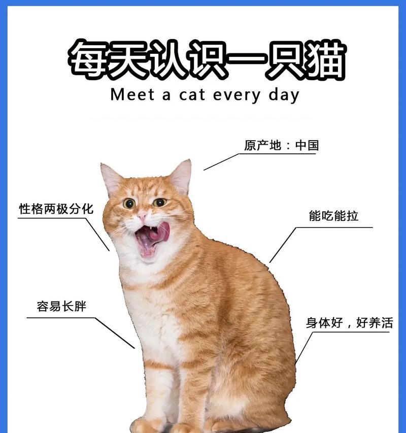 40天大的橘猫吃什么猫粮好？如何选择合适的幼猫粮？