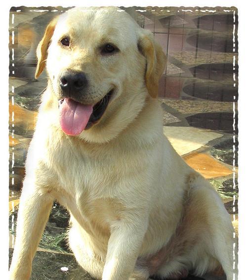 最胖秋田犬的体型特征是什么？如何判断秋田犬是否过重？