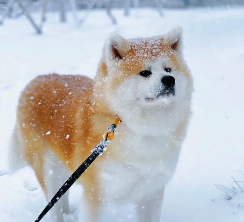 最胖秋田犬的体型特征是什么？如何判断秋田犬是否过重？