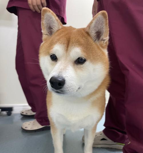 最胖秋田犬的体型特征是什么？如何判断秋田犬是否过重？