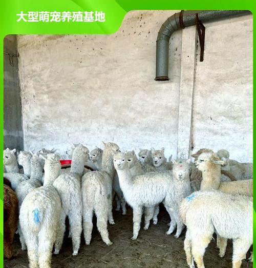 羊驼毛发剪裁方法是什么？剪毛后如何处理？