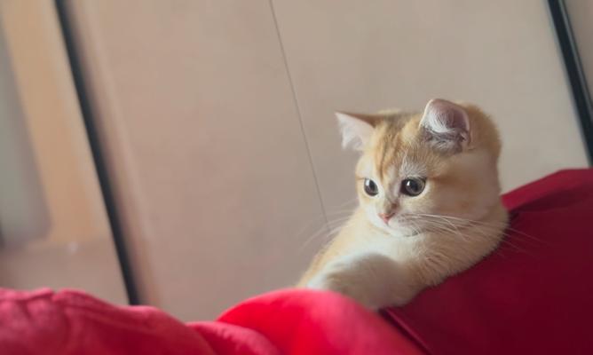 舒克猫粮与巴迪猫粮有何不同？如何选择最适合您猫咪的猫粮？